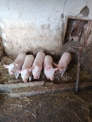 Vând purcei de carne PIC - imagine 2