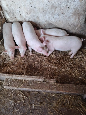 Vând purcei de carne PIC - imagine 3