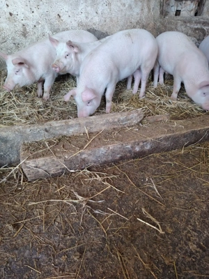 Vând purcei de carne PIC - imagine 4