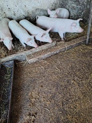 Vând purcei de carne PIC - imagine 5