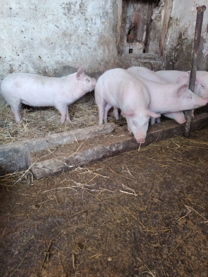 Purcei de vanzare - imagine 2