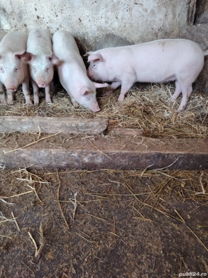 Purcei de vanzare - imagine 3