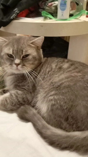 british silver toddy&chinchila - imagine 2