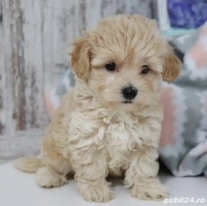 Maltipoo Fetiță 