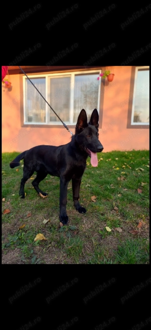 Căței Ciobănesc German  - imagine 2