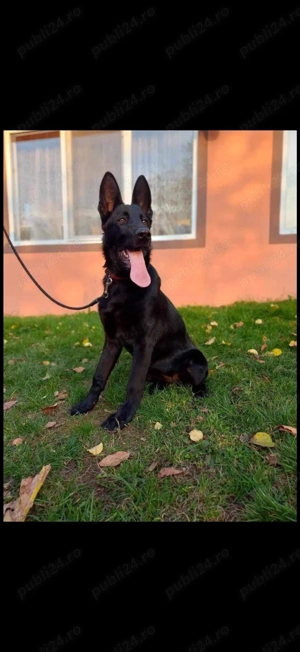 Căței Ciobănesc German  - imagine 4