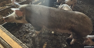 Scroafă de vânzare 