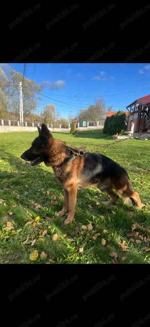 Căței Ciobănesc German  - imagine 5