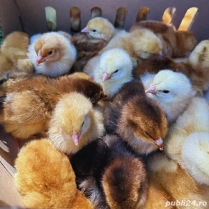 puișori de țară crescuti natural - imagine 2