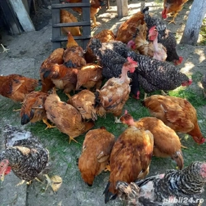 puișori de țară crescuti natural - imagine 3