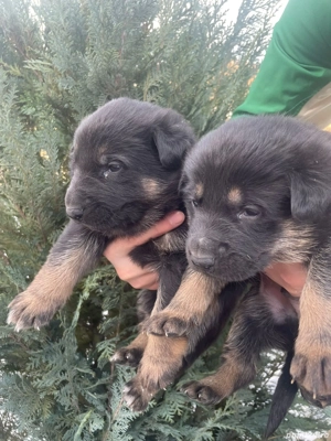 Căței Ciobănesc German  - imagine 3