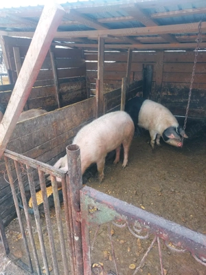 porci de vânzare  - imagine 4