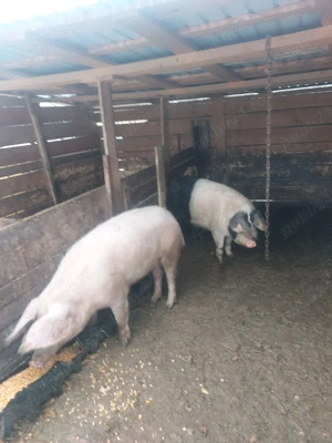 porci de vânzare 