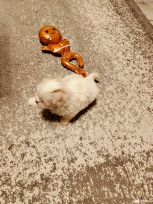 Bichon maltez pui - imagine 5