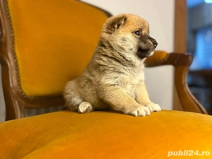 pui shiba inu - imagine 3