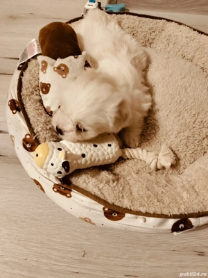 Bichon maltez pui