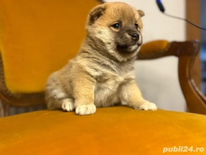pui shiba inu - imagine 2