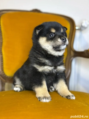 pui shiba inu - imagine 5