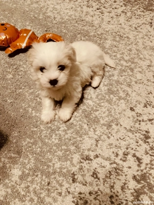 Bichon maltez pui - imagine 3
