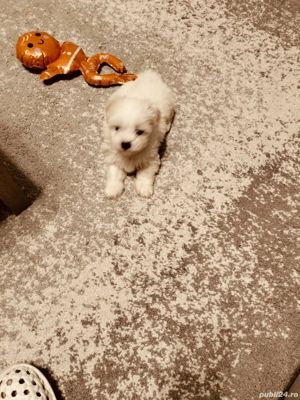 Bichon maltez pui - imagine 4