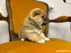 pui shiba inu - imagine 4