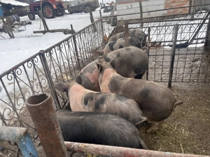 Vând porci !  - imagine 2