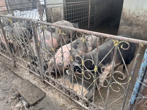 Vând porci !  - imagine 3