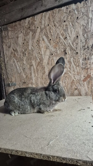 mascul urias german  - imagine 2