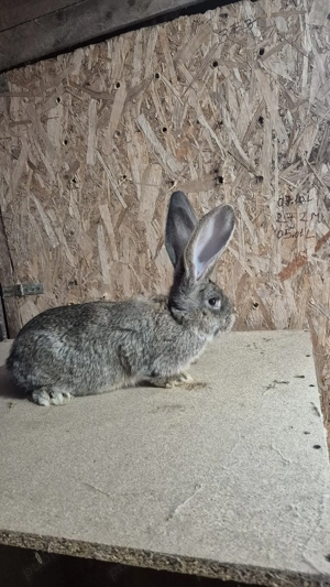 mascul urias german  - imagine 3