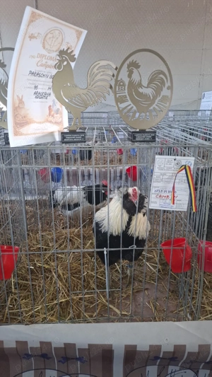 Vand araucana  argintiu 2+1  - imagine 5