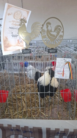 Vand araucana  argintiu 2+1  - imagine 4