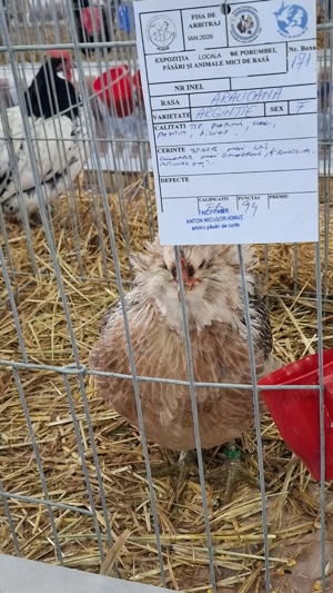 Vand araucana  argintiu 2+1  - imagine 2