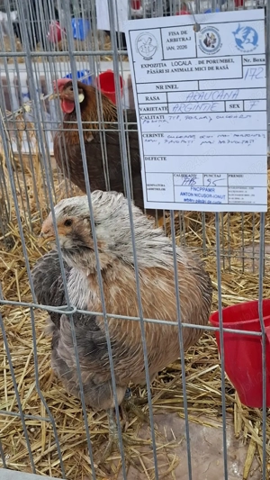 Vand araucana  argintiu 2+1  - imagine 3