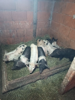 Purcei Bazna cu petran - imagine 3