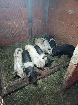 Purcei Bazna cu petran - imagine 2