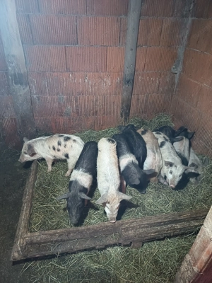 Purcei Bazna cu petran