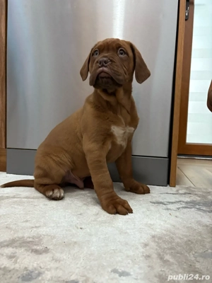 dog de bordeaux
