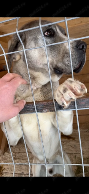 mascul ciobanesc de asia centrala - imagine 5