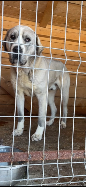 mascul ciobanesc de asia centrala - imagine 3