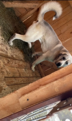 mascul ciobanesc de asia centrala - imagine 4