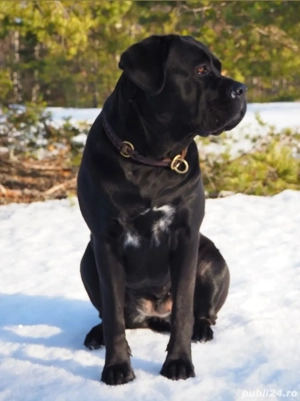  Cane Corso Femelă