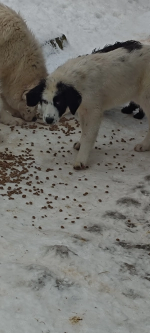 Ciobanesc bucovina - imagine 4