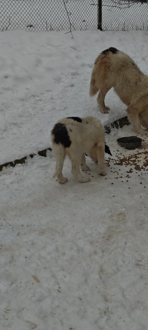 Ciobanesc bucovina - imagine 5