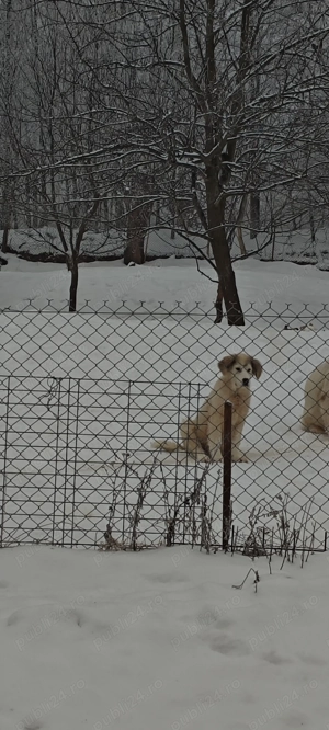 Ciobanesc bucovina - imagine 3