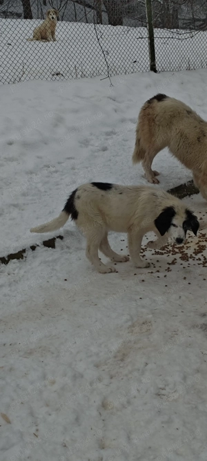 Ciobanesc bucovina - imagine 2