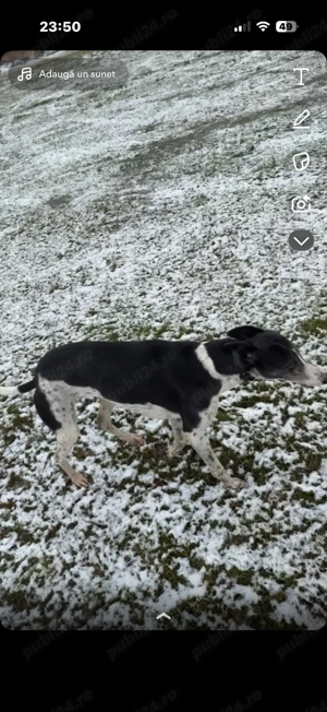 caine ogar - imagine 2