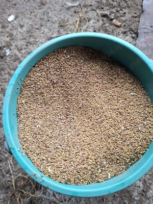 samanta lucernă  - imagine 2