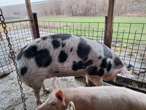 Vand porc pentru sacrificat - imagine 2