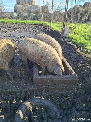 grasuni ptr sacrificat  - imagine 2