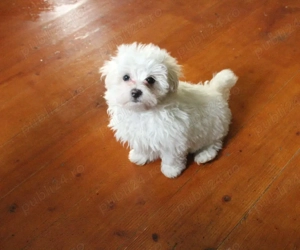 Bichon iubitori si jucsusi - imagine 5